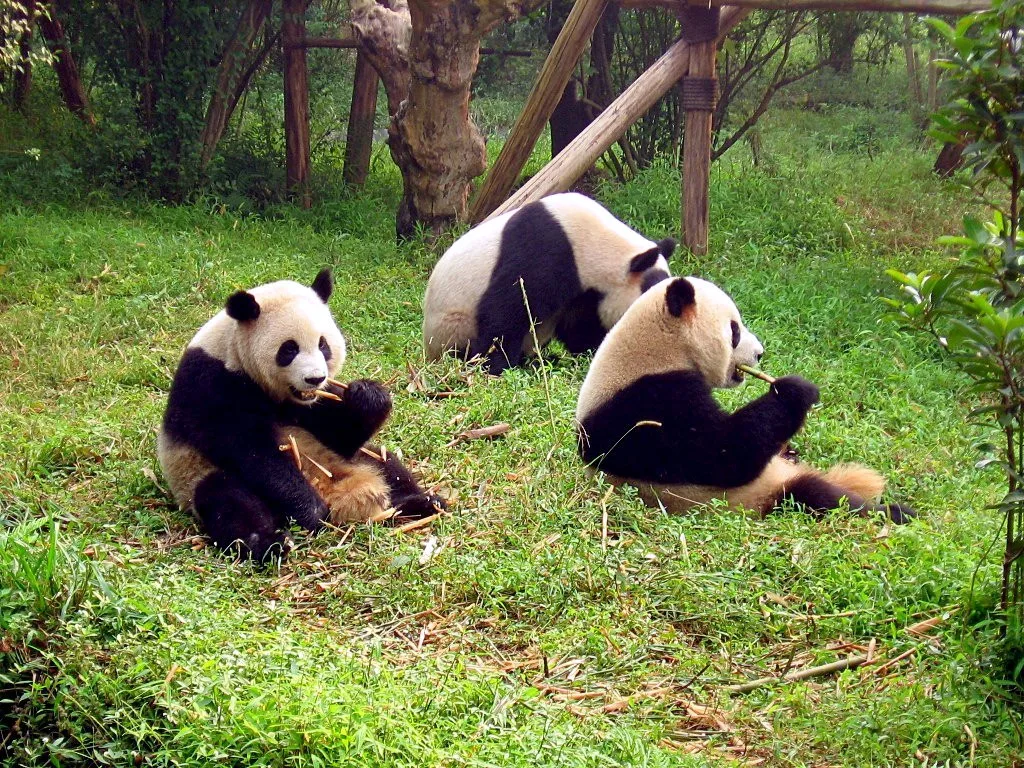 Giant pandas eating bamboo at the Chengdu Research Base of Giant Panda Breeding