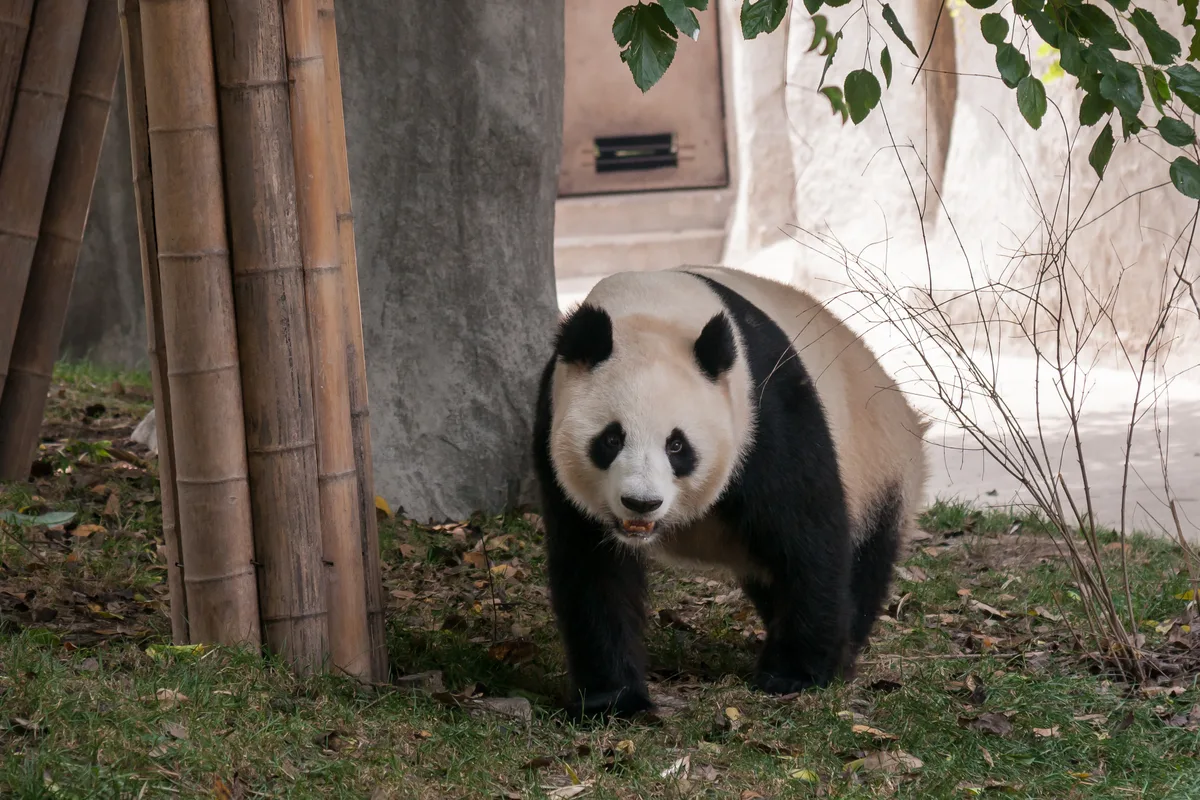 Giant panda walking through an outdoor enclosure at the Chengdu Research Base of Giant Panda Breeding